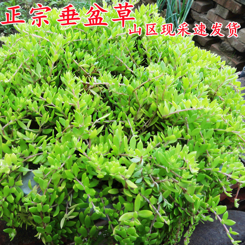 正宗垂盆草可食用山林采栽狗牙草瓣降糖草养肝护肝垂盆草吊兰盆栽