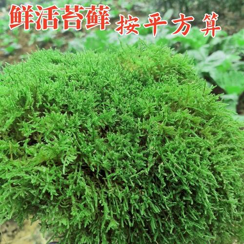 鲜活苔藓按平方农村现采现发