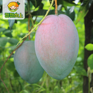 芒果新鲜  攀枝花凯特大芒果当季新鲜热带水果整箱10斤