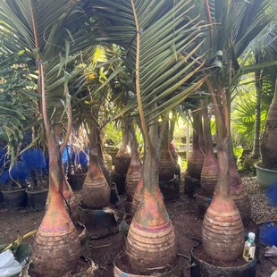 酒瓶椰子树盆栽小瓶大型落地造景阳台庭院室外植物热带耐旱绿植