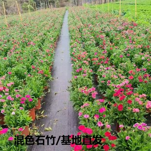 混色美国石竹盆栽花苗矮化花期长四季开花带花苞耐寒耐旱草坪绿植