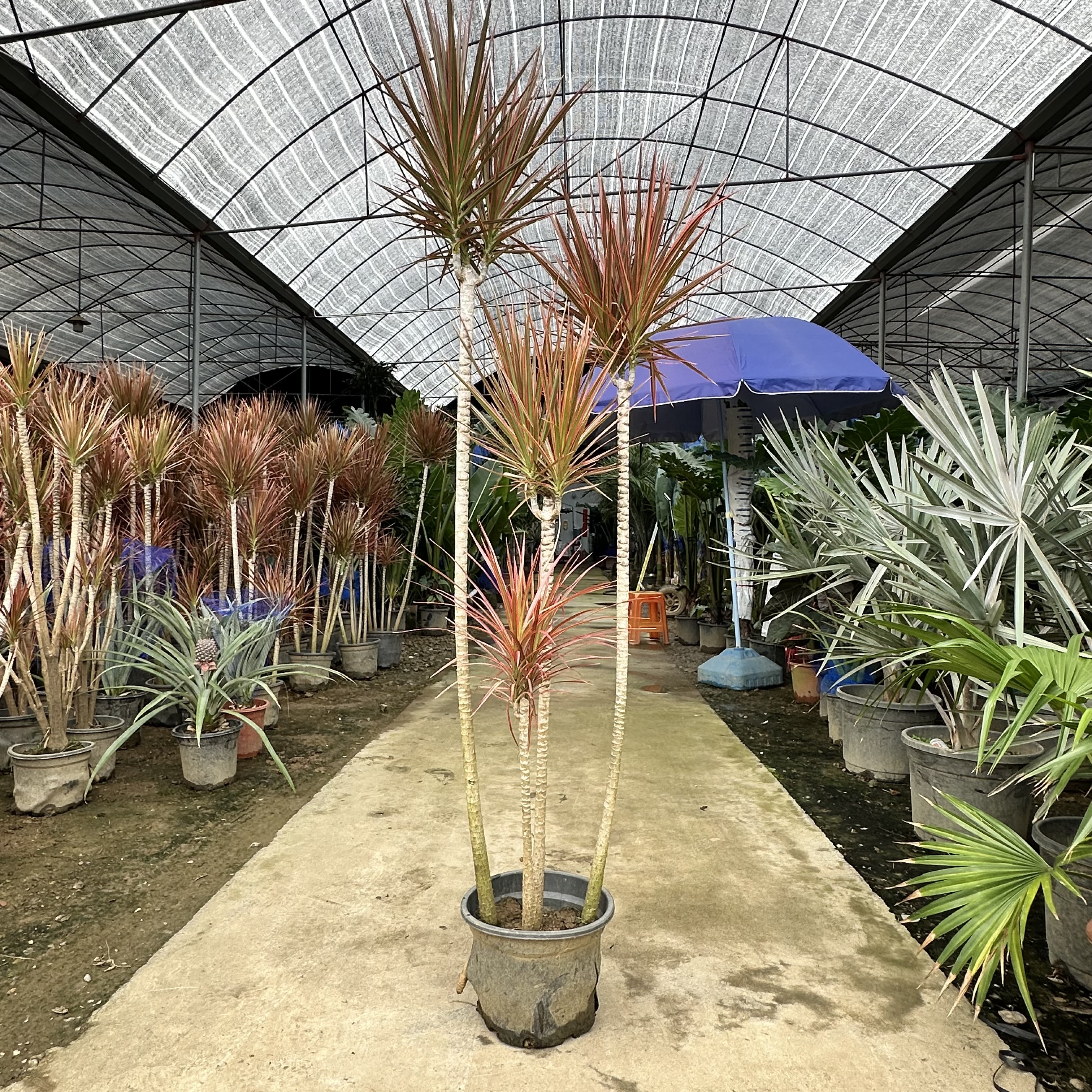 七彩铁千年木老桩绿植盆栽室外内大型绿植/成品组合盆