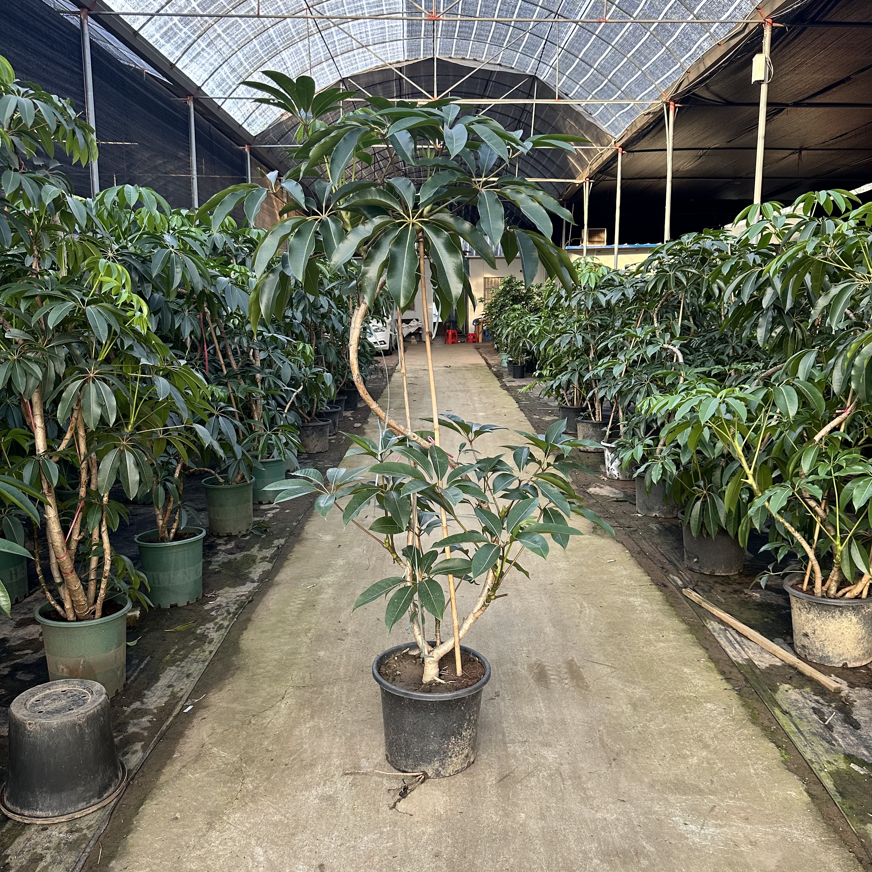 保罗大叶伞绿植盆栽客厅室内大型植物老桩飘枝一物一拍