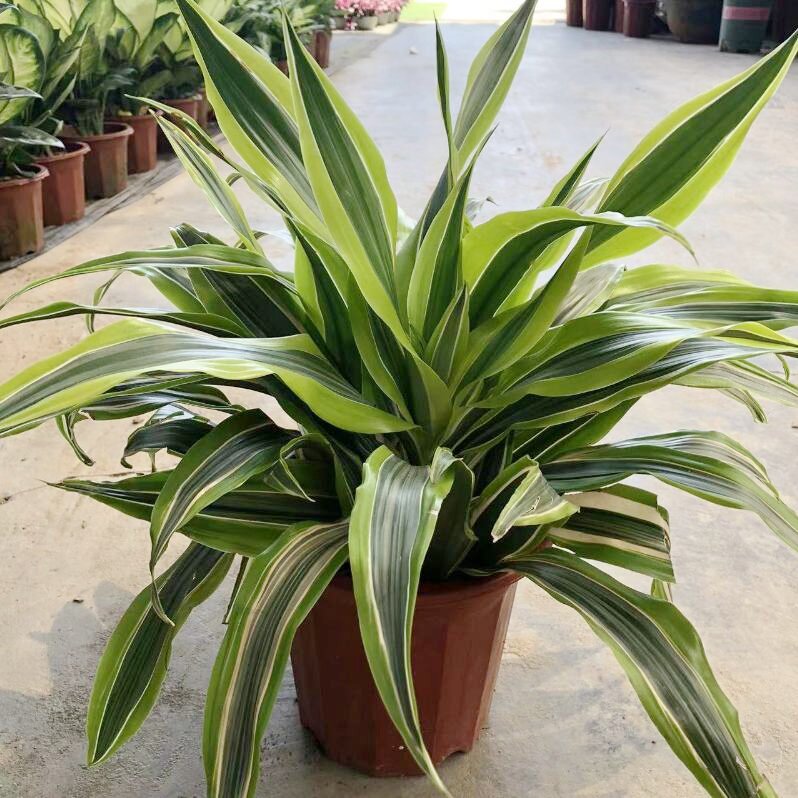 巴西美人铁树盆栽金边室内客厅办公桌绿植花卉庆祥四季常青好养活