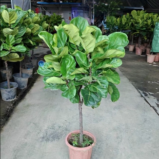 琴叶榕客厅绿植小大叶蓉阳台四季常青好养花卉大耐阴大型盆栽植物