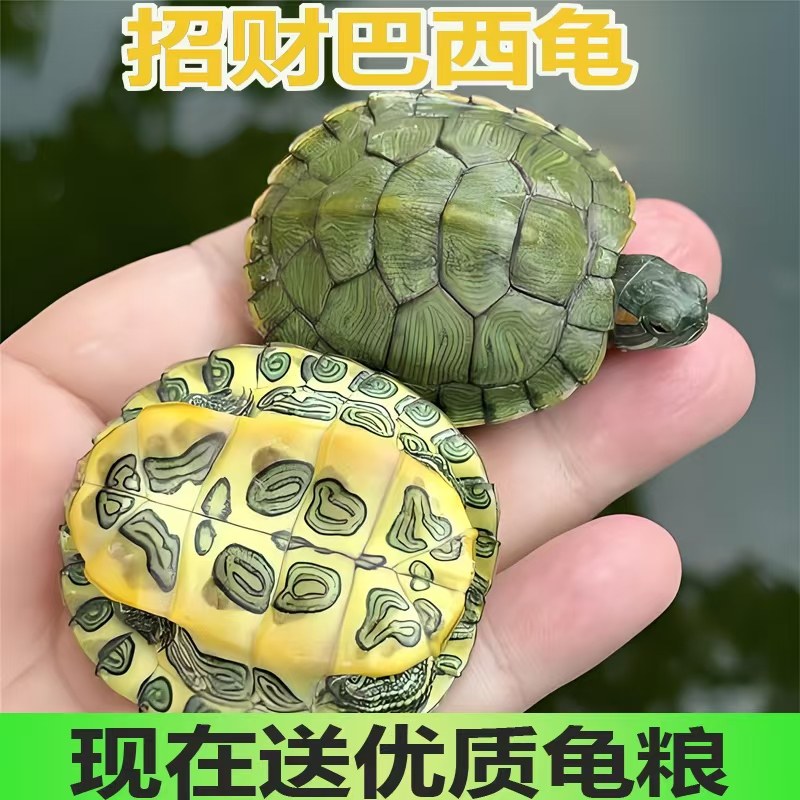 乌龟活物巴西龟情侣巴西龟仔宠物观赏适合家养的活体小乌龟龟活体,宠物/宠物食品及用品,龟/鳖,淘宝优惠券,粉丝福利购,淘宝优惠卷