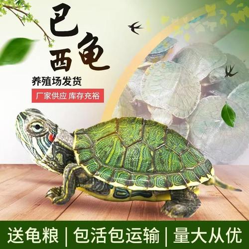 好养活小乌龟活物外塘龟巴西龟