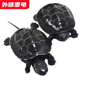 外塘墨龟苗活体小乌龟黑腹全墨中华草龟宠物深水龟冷水观赏小龟苗