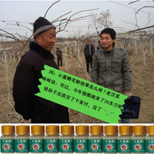 猕猴桃花粉红心公雄树野生软枣红阳金艳徐香翠香绿心弥猴桃纯花粉