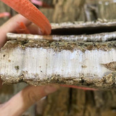 神农架野生老杜仲皮厚丝多中药材切片男性泡酒精选新货500g 包邮