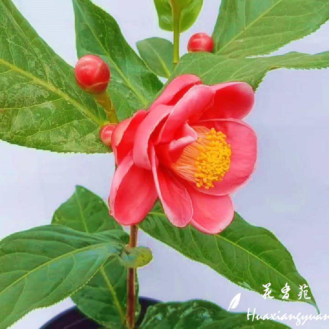 四季海棠越南抱茎茶花苗室内外盆栽绿植阳台庭院进口名贵稀有花卉