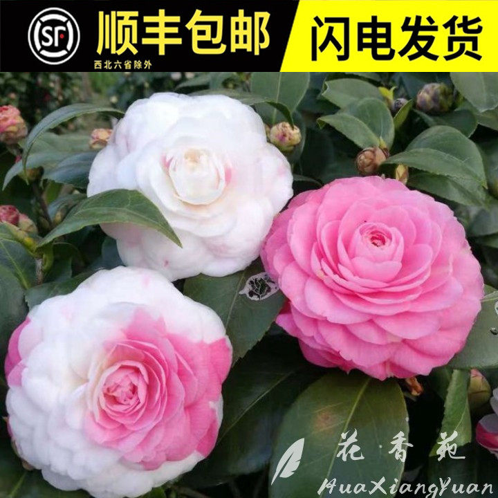 十八学士茶花盆栽名贵精品一树多色系花卉庭院阳台室内外绿植包邮
