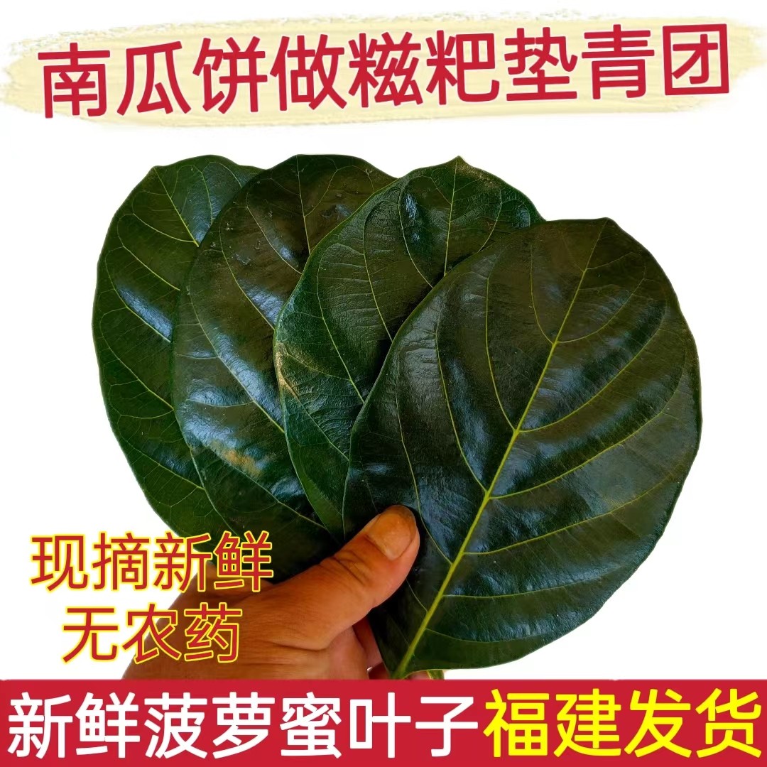 喂虫叶子现摘新鲜菠萝蜜树叶子树菠萝蜜