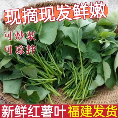 现摘现发福建新鲜红薯尖红薯叶红苕尖地瓜尖长寿菜番薯叶番薯尖