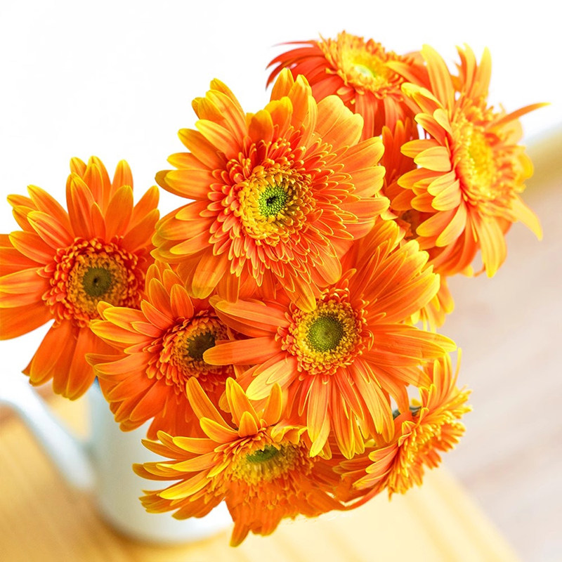 非洲菊弗朗橘色橙色金云南斗南鲜花基地直发昆明花卉市场批切花发