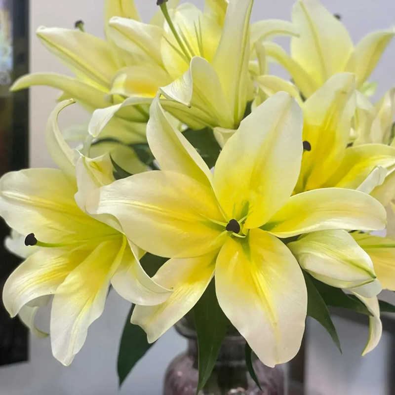 黄天霸百合鲜花香水百合花双头斗南鲜花基地直发云南昆明花卉市场