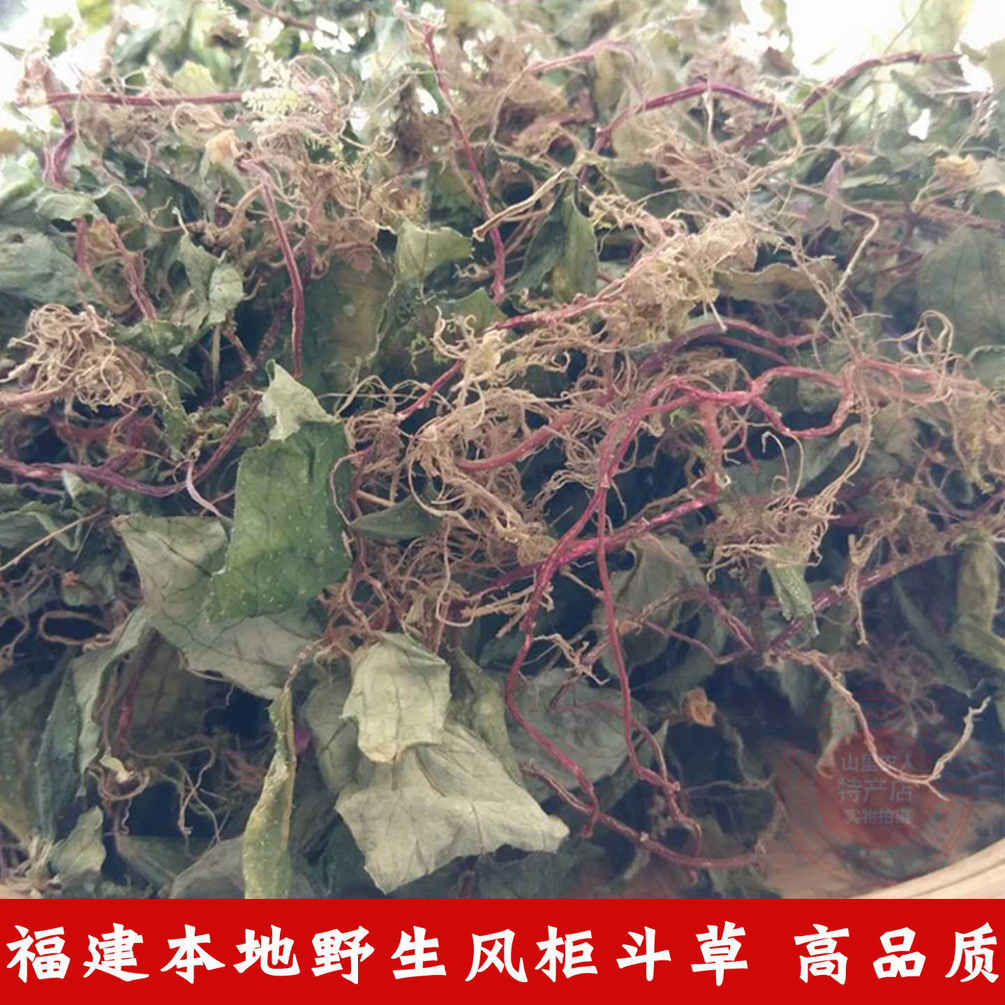 福建正宗特级野生风柜斗草干品楮头红风鼓草风谷草风骨草中药材茶