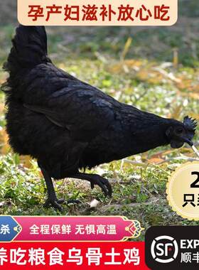 2只农家散养2年老乌骨鸡正宗土鸡老母鸡纯粮食喂养乌鸡五黑走地鸡
