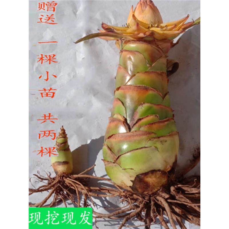云南特产 地涌金莲 金莲花苗 金连荷花 包活 绿植 盆栽 花卉 花苗
