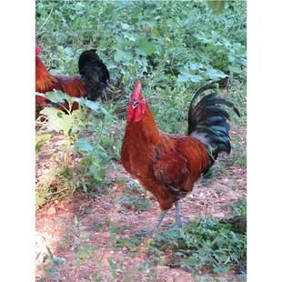 公鸡蒙山农家散养6个月一年大公鸡土鸡童子鸡草鸡笨鸡柴鸡新鲜