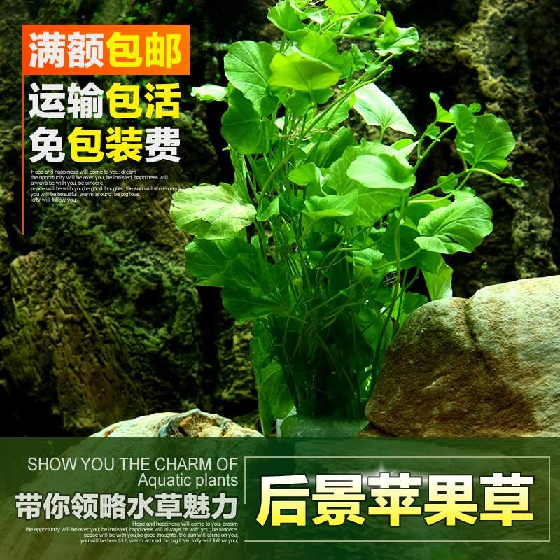 中后景水草初学者鱼缸造景真水草苹果草水族箱活体植物阴性水草