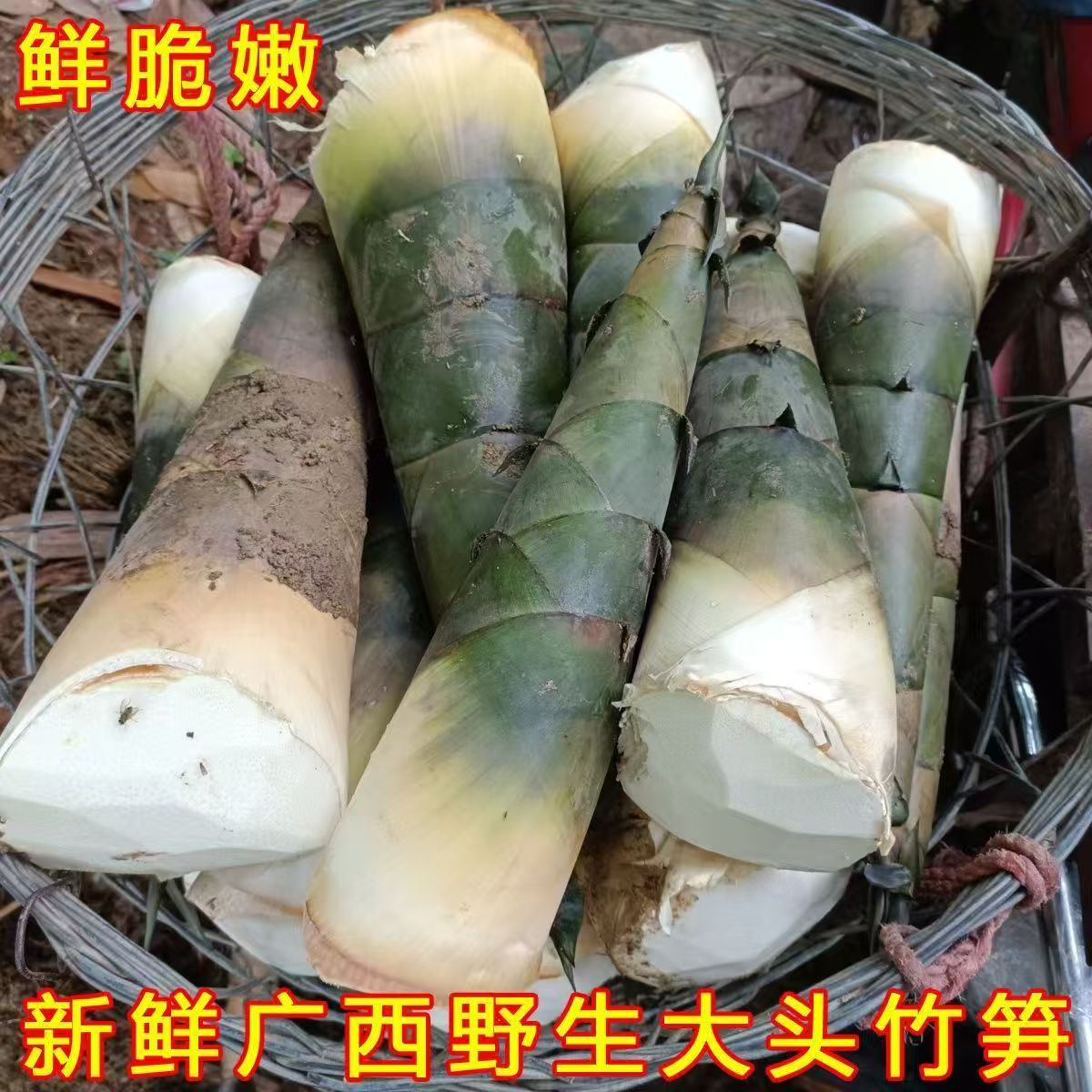 广西新鲜竹笋大头笋鲜笋