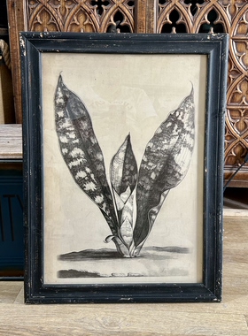 外贸样品美式复古虎皮兰植物装饰挂画版画法式乡村虎皮兰素描版画