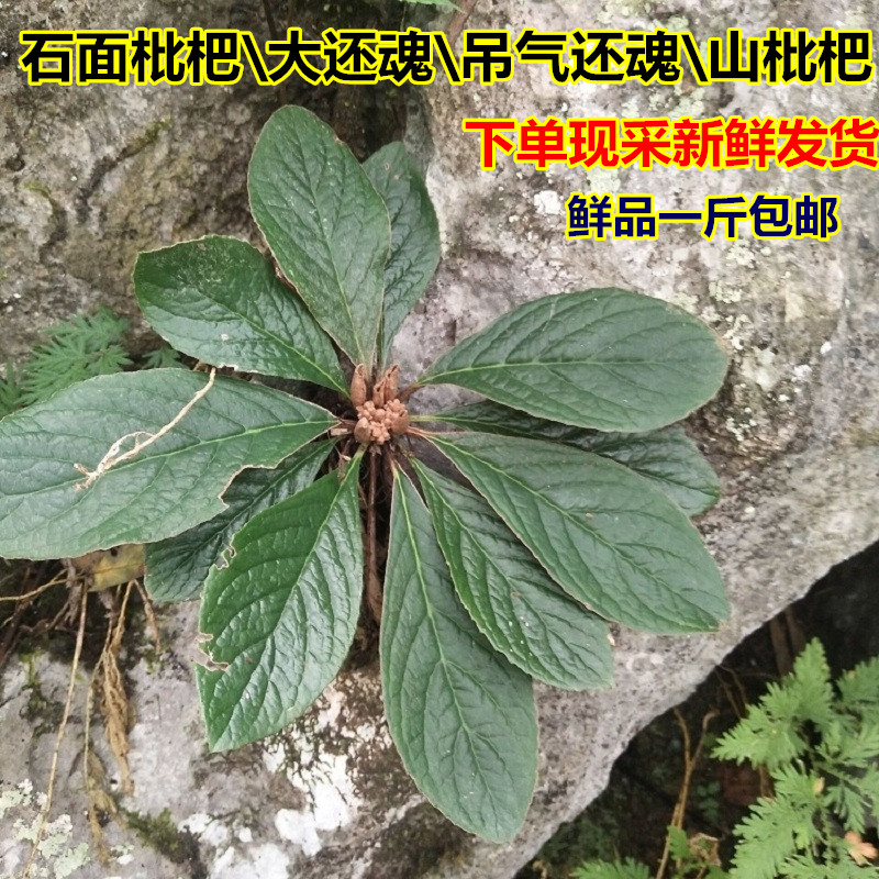 粤北新鲜石面枇杷大还魂山枇杷网脉旋蒴苣苔吊气还魂500g种植观赏