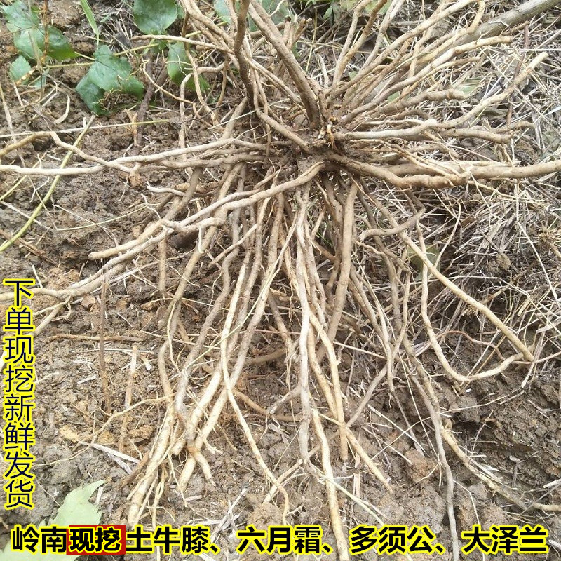 现挖新鲜广东土牛膝多须公土牛七六月霜跌打扭伤六月雪500g中草药