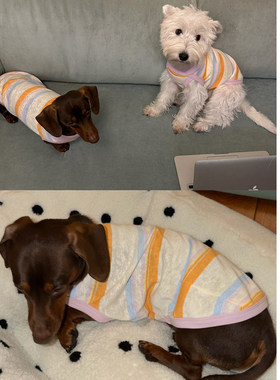POXFFEEPet高领彩条透气腊肠西高地猫咪背心中小型犬狗狗衣服