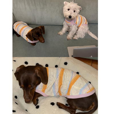 POXFFEEPet高领彩条透气腊肠西高地猫咪背心中小型犬狗狗衣服