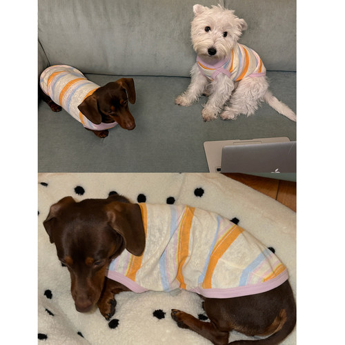 POXFFEEPet高领彩条透气腊肠西高地猫咪背心中小型犬狗狗衣服