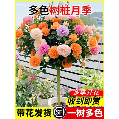 多色棒棒糖树桩月季花苗开花室外庭院月季花卉植物盆栽玫瑰花树苗