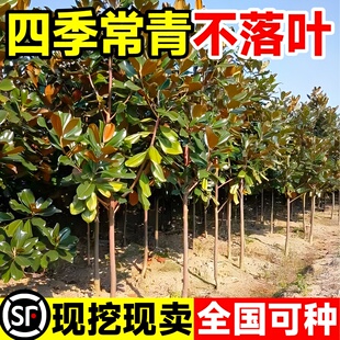 广玉兰树苗别墅庭院风景大树荷花白玉兰园林绿化工程苗木四季常青