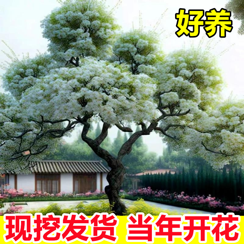 梦幻流苏树苗庭院地栽盆栽四月雪嫁接桂花油根子门前旺宅风景树木