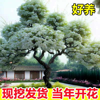 流苏树苗当年开花包成活