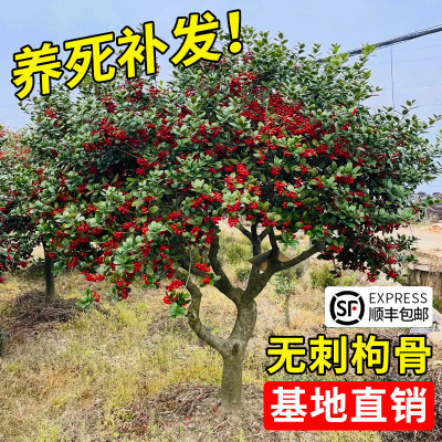 无刺枸骨树苗有刺构骨球工程绿化苗北方花园庭院盆景四季常青耐寒