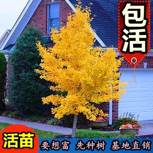 银杏树活苗大树庭院十大名贵大门口种的树木门前旺宅树风景树耐寒