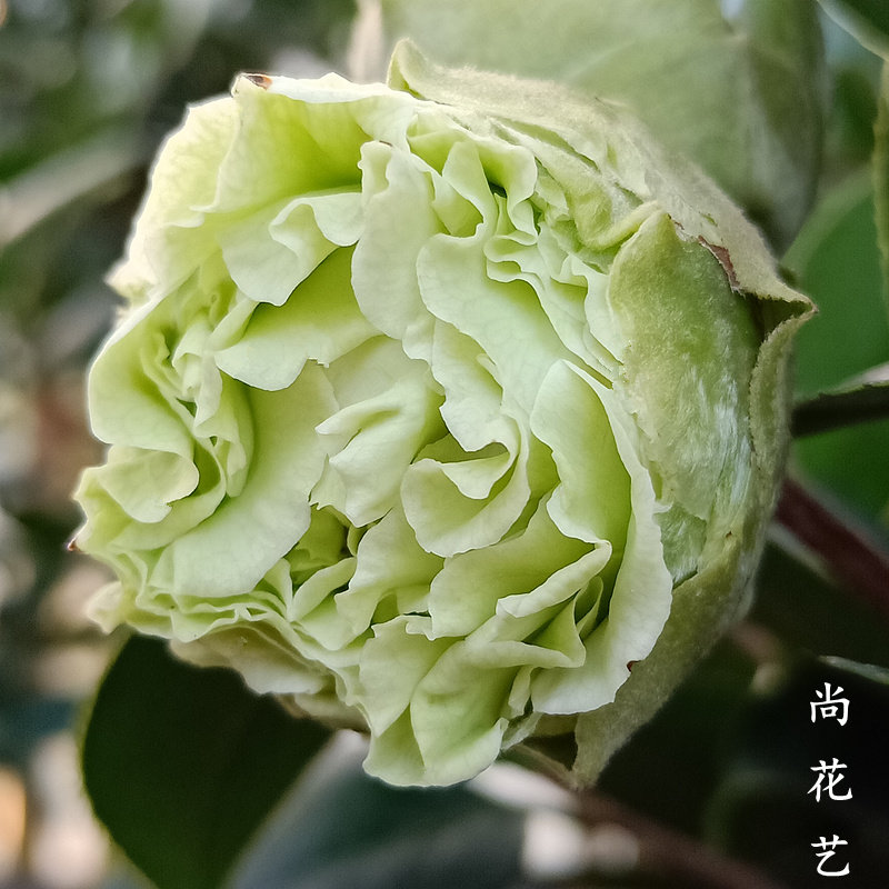 精品绿可娜巨型茶花盆栽带花苞花卉四季常青室内外净化空气