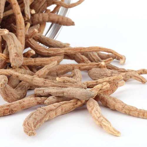 神农架原始森林野生太子参煲汤