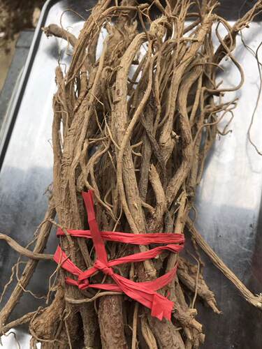 黄芪自然生长自然晒干