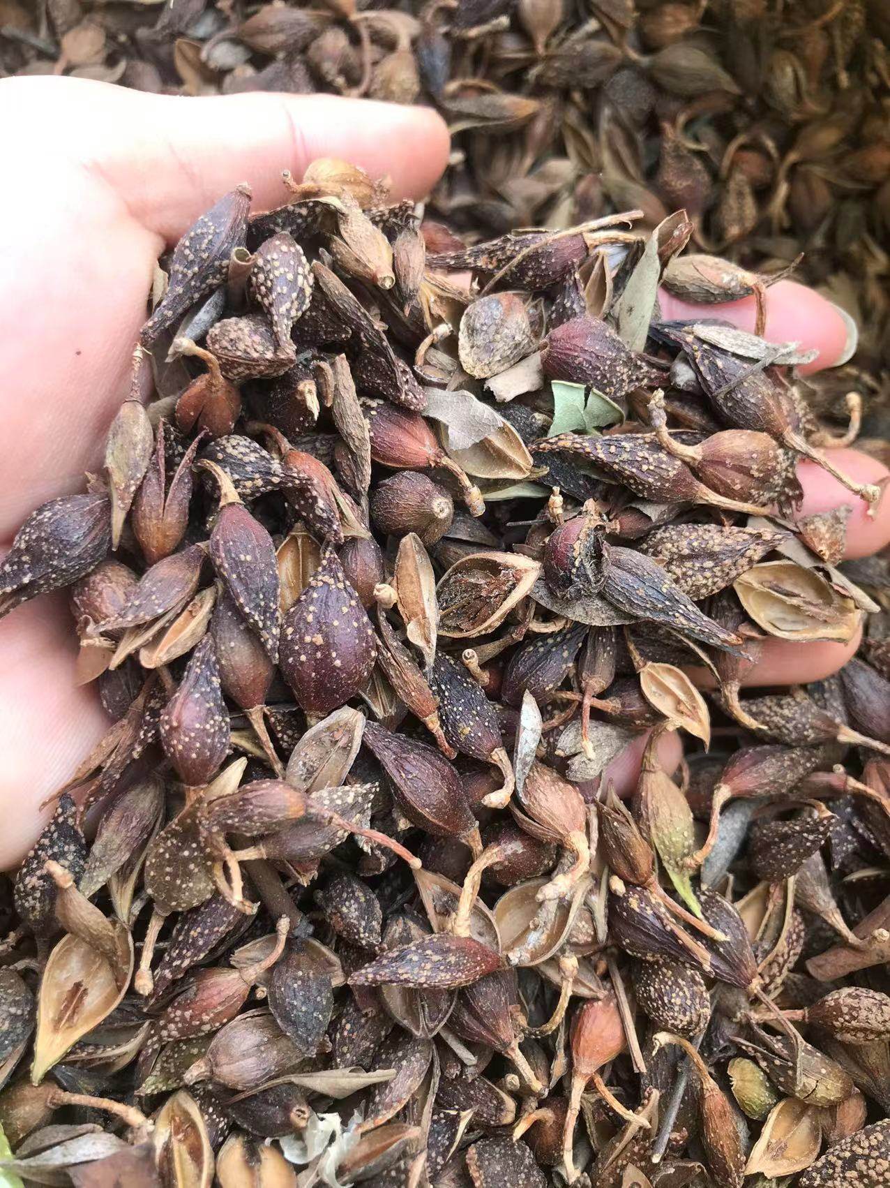 连翘神农架野生连翘自封袋连翘