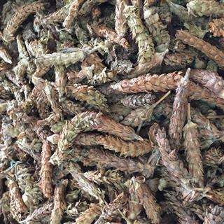 养身茶夏枯草野外自然生长的凉茶