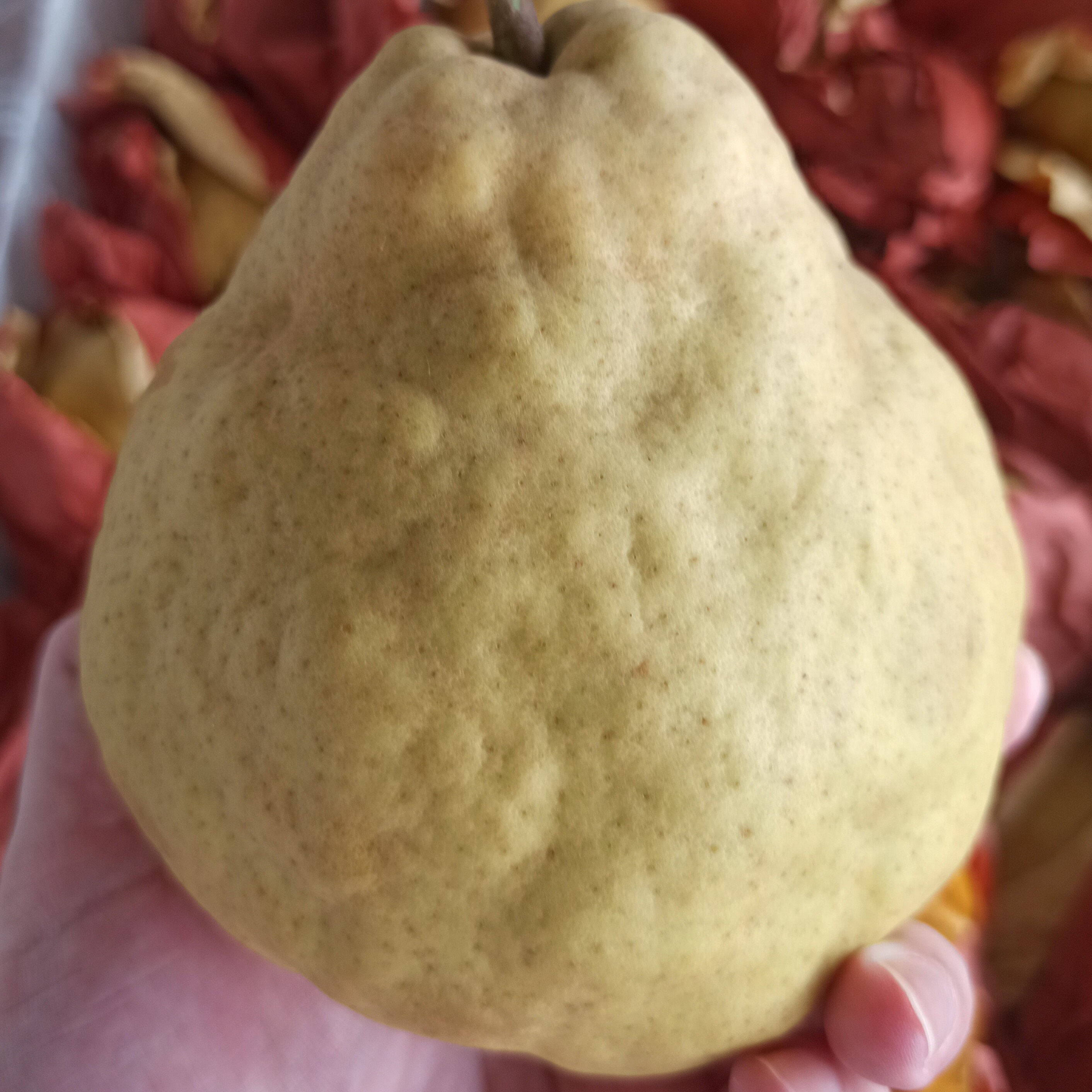 烟台当季丑梨软糯多汁香甜