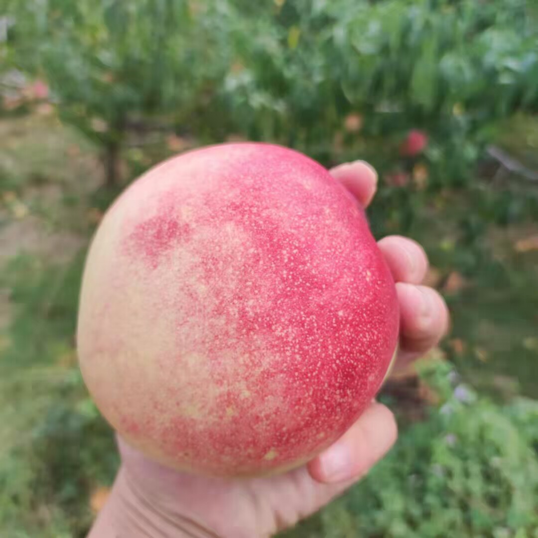 新鲜水果金秋蜜桃纯甜多汁