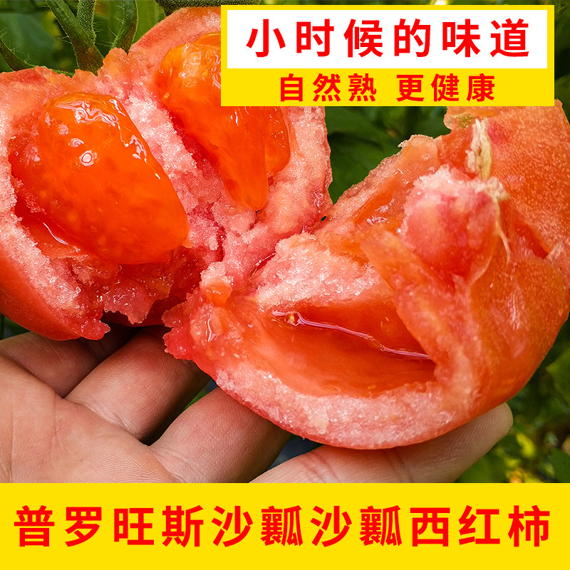 烟台海阳普罗旺斯沙瓤西红柿