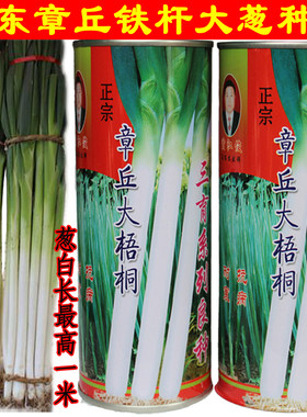 蔬菜种子四季包邮 正宗山东章丘大葱子种子  铁杆大葱种子葱白长
