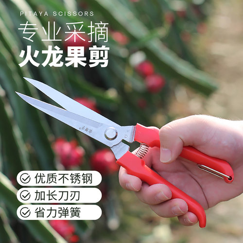 火龙果采摘剪火龙果专用剪刀