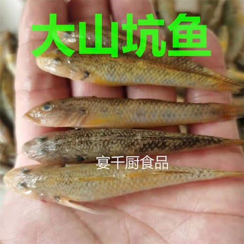 大号山坑鱼多省10份包邮