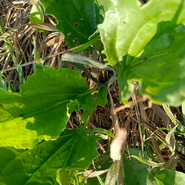 新鲜车前草当季时野菜凉拌车轮草猪耳草牛耳朵草纯天然野生中药材